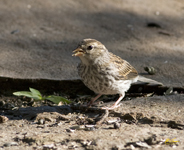 Chipping Sparrow